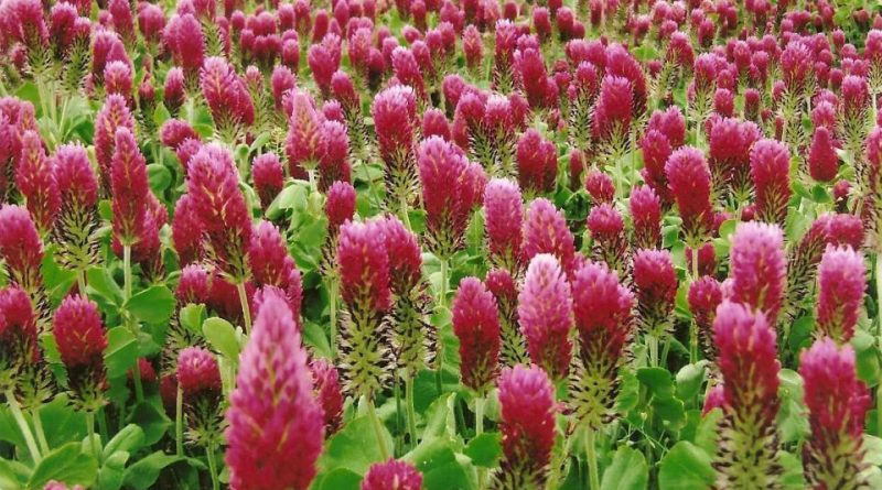 Trifolium incarnatum