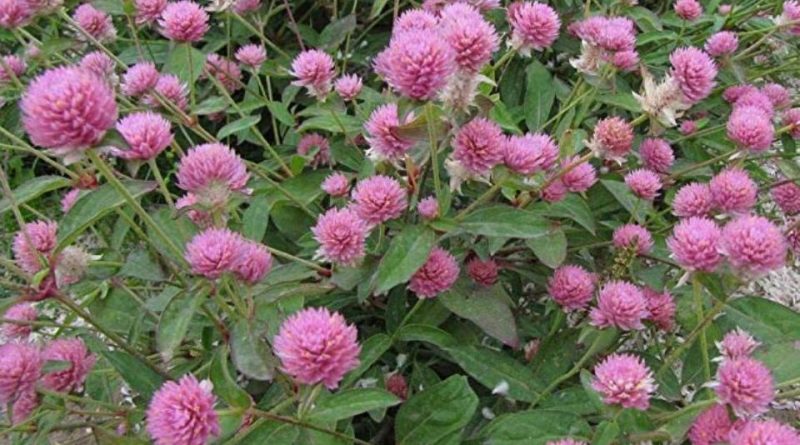 Trifolium pratense