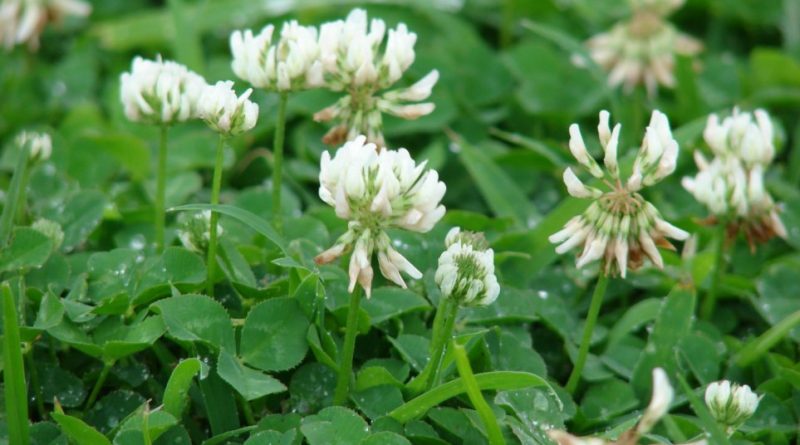 Trifolium repens