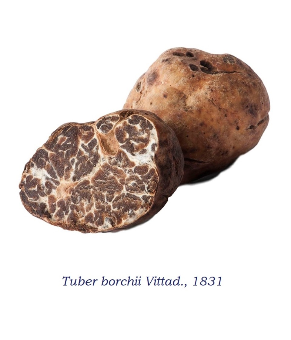 it]Tuber borchii: Sistematica, Etimologia, Habitat, Riconoscimento ...[:]