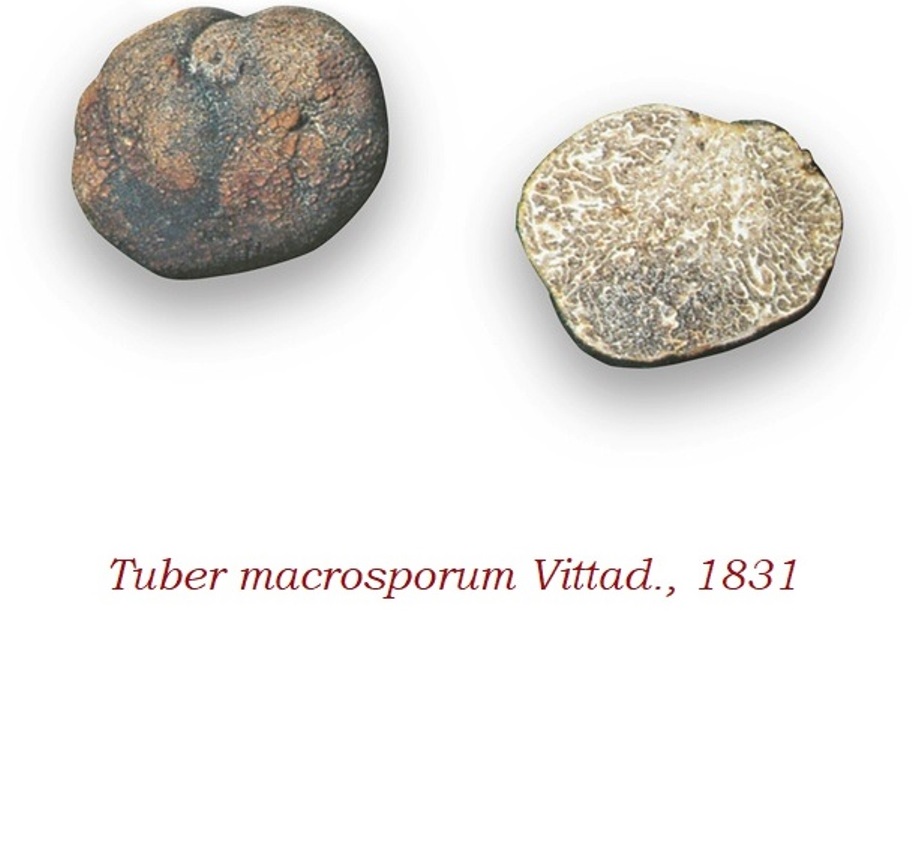 Tuber-macrosporum.jpg?media=1688220566