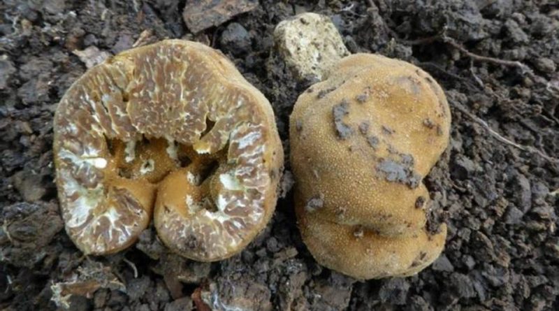 Tuber Insect Tuber excavatum: Sistemática, Hábitat, Reconocimiento