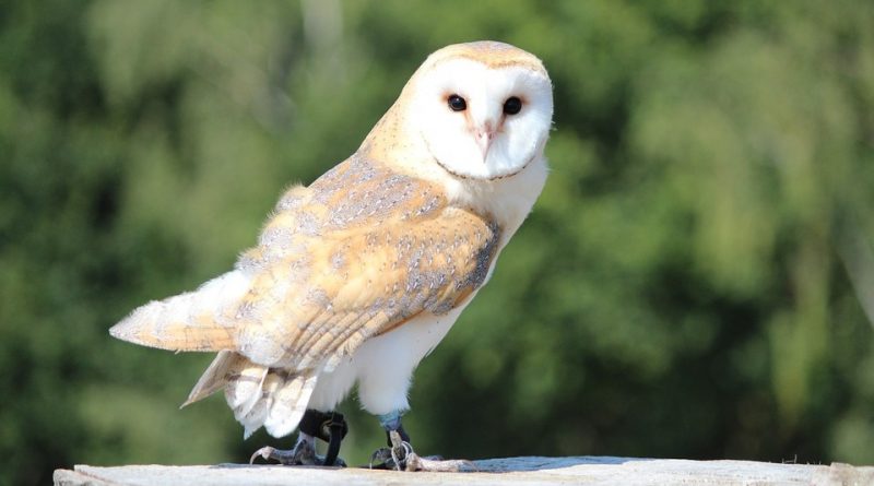 Tyto alba