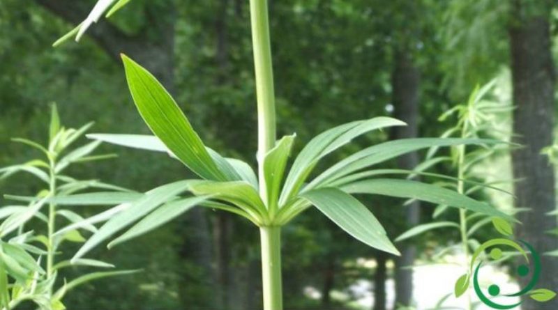 verticillium-definition-morphology-characteristics-functions