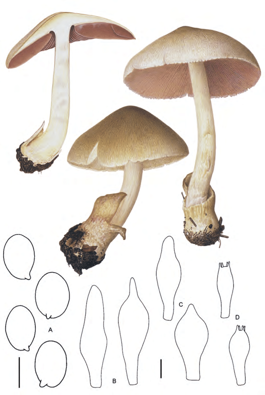 Volvariella volvacea - Wikipedia