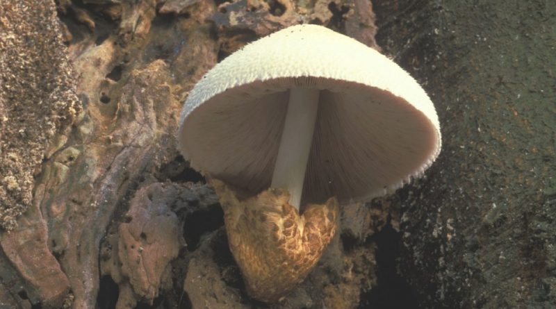 Volvariella bombycina