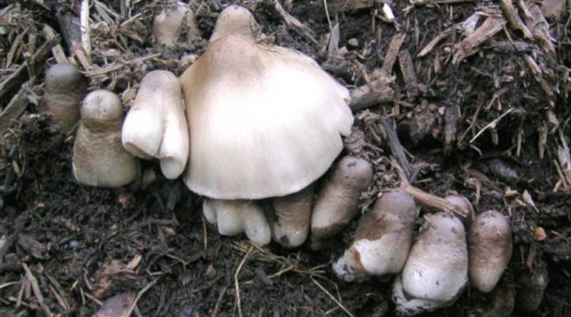 Volvariella volvacea