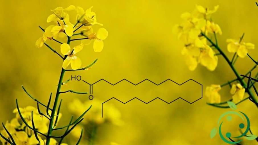 Acido beenico presenza in natura, formula molecolare, proprietà