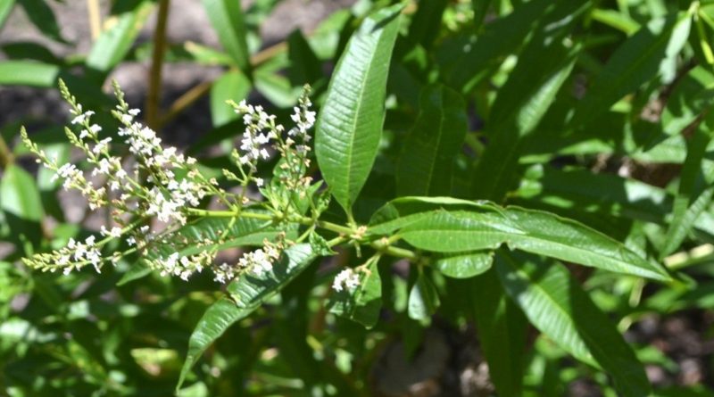 Aloysia citriodora