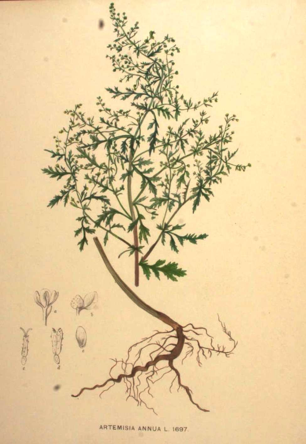 1 Planta De Artemisia Annua 15-20 Cm Lista Para Plantar