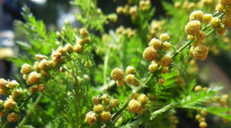 Artemisia annua