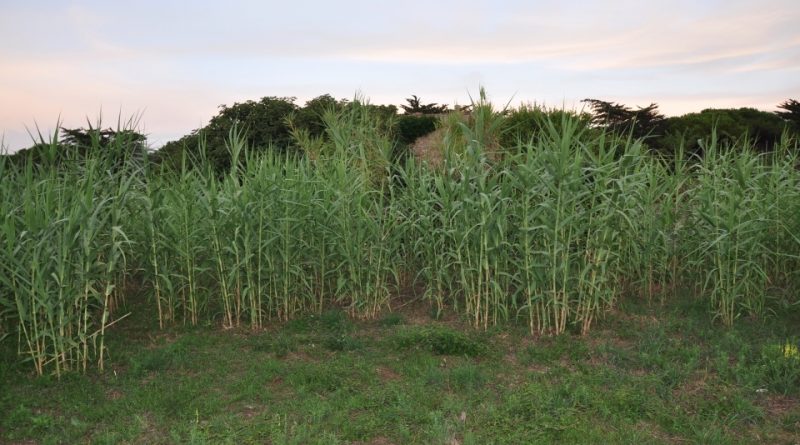 Arundo donax