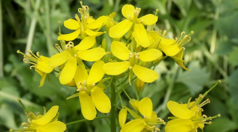 Brassica rapa campestris