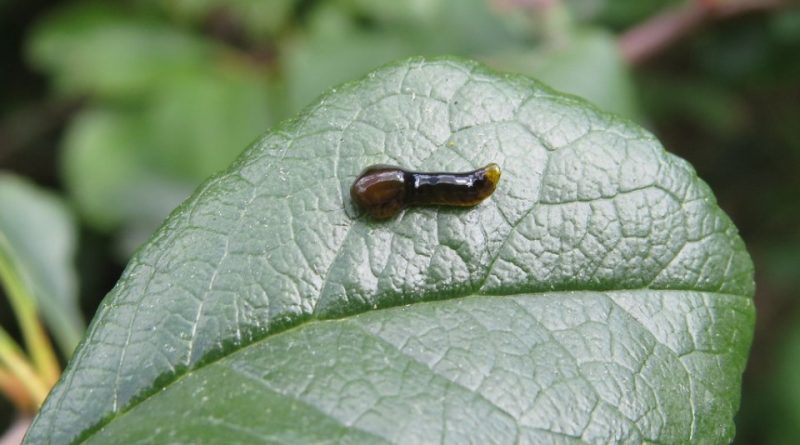 Caliroa limacina