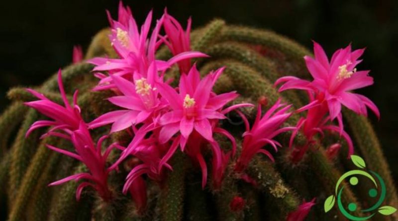 Come coltivare l’Aporocactus