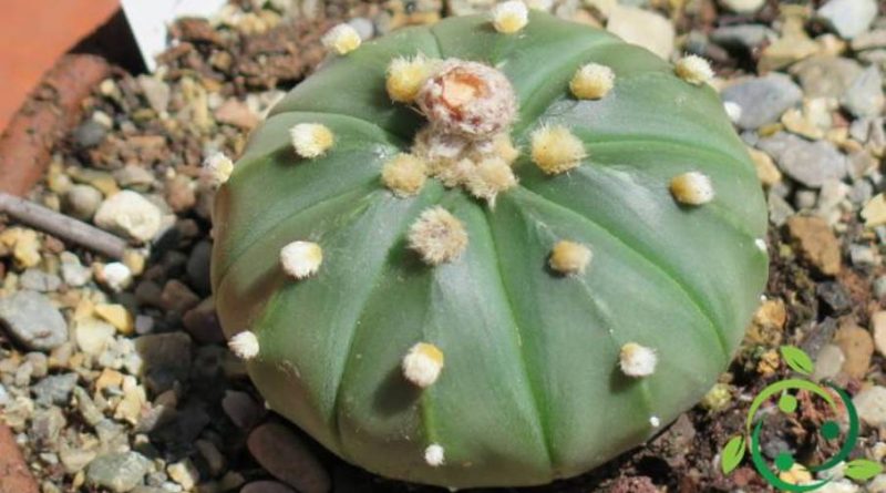 Come coltivare l’Astrophytum