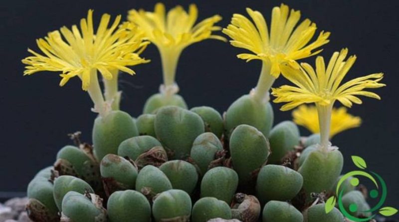 Come coltivare i Conophytum