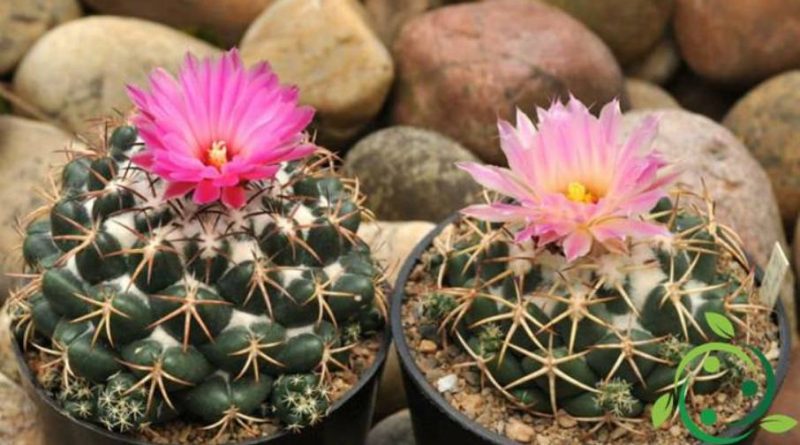 Come coltivare la Coryphantha