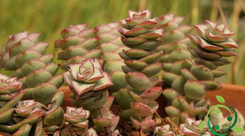 Come coltivare la Crassula