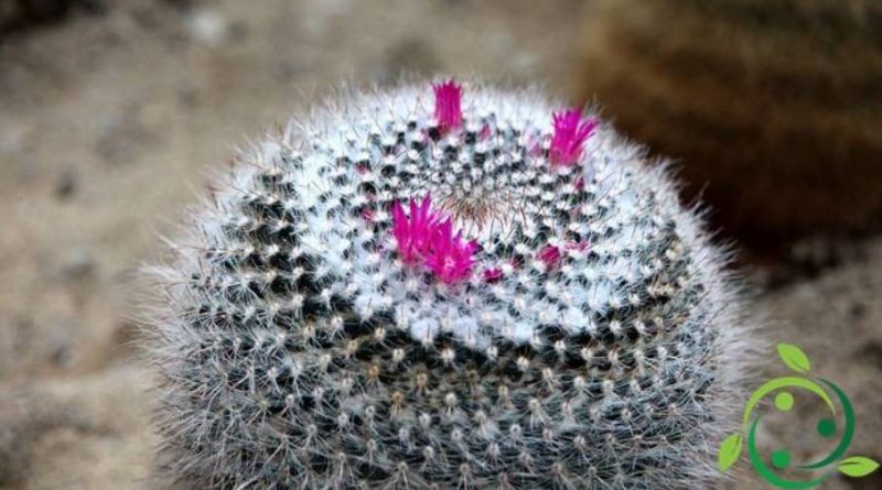 Come coltivare la Mammillaria