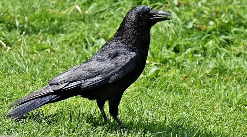 Corvus corone