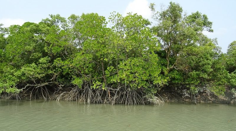 Foresta di Sundarbans