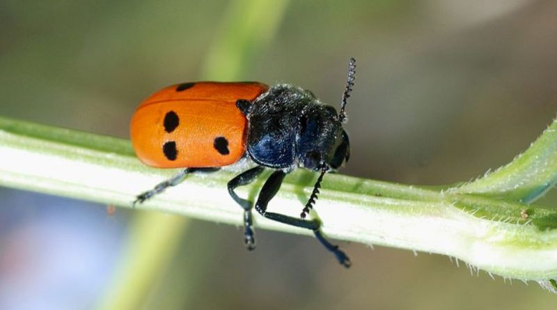 Lachnaea sex-punctata