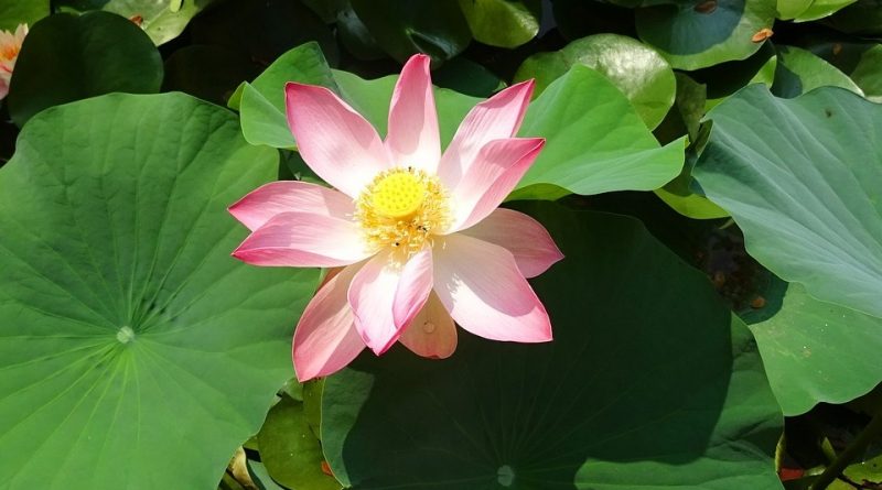 Nelumbo nucifera