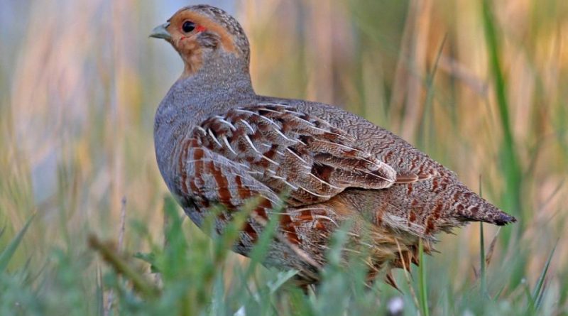 Perdix perdix: Sistematica, Habitat, Ruolo Ecologico ...