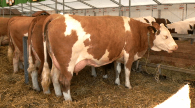 Simmental Francese