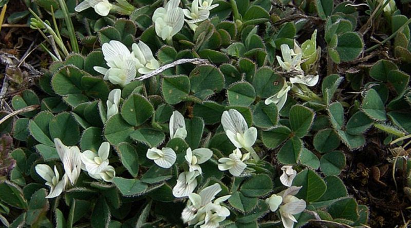 Trifolium subterraneum