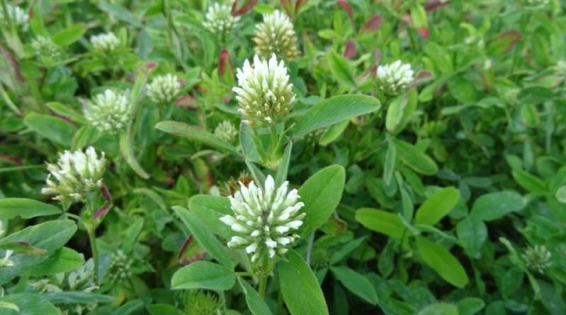 Trifolium squarrosum