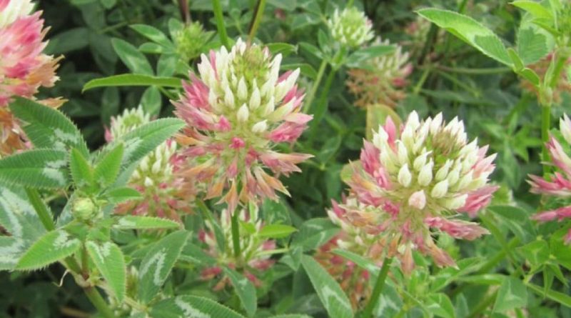 Trifolium vesiculosum