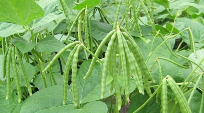 Vigna unguiculata