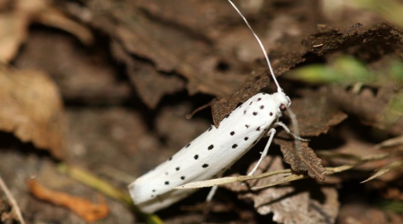 Yponomeuta malinellus