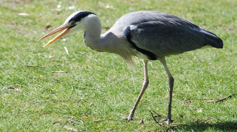 Ardea cinerea