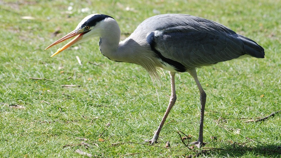 Ardea cinerea: Systematics, Habitat, Biology, Ecological Role ...