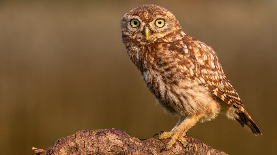 Athene noctua: Sistematica, Habitat, Biologia, Ruolo Ecologico ...