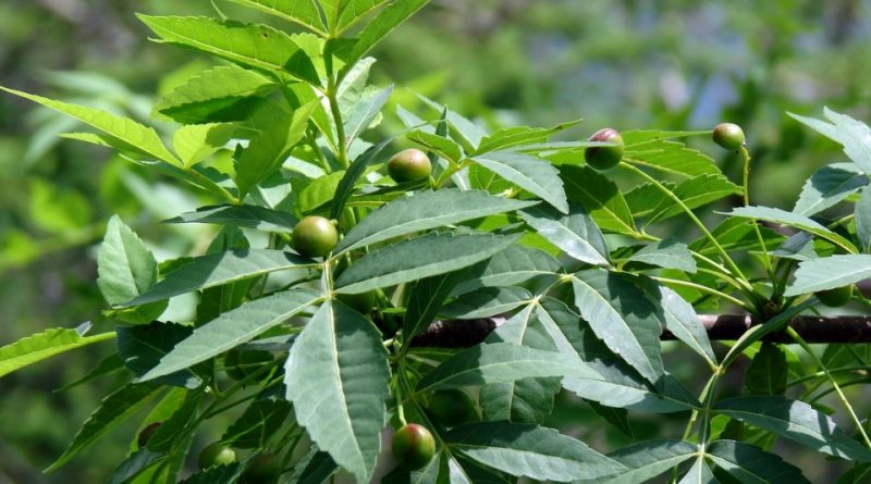 Bursera graveolens