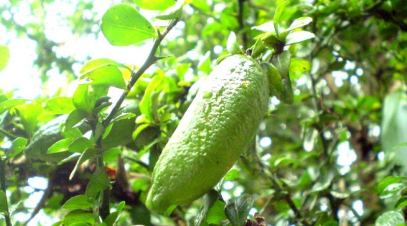 Citrus australasica