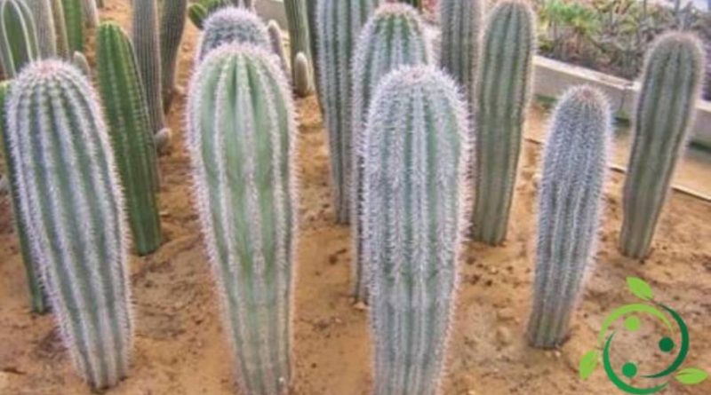 Come coltivare i Pachycereus