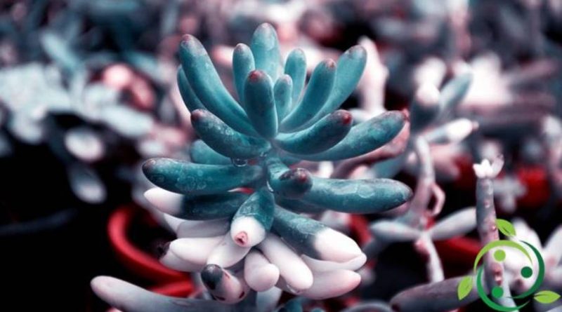 Come coltivare i Pachyphytum