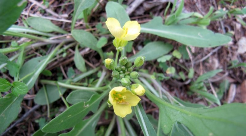 Diplotaxis tenuifolia