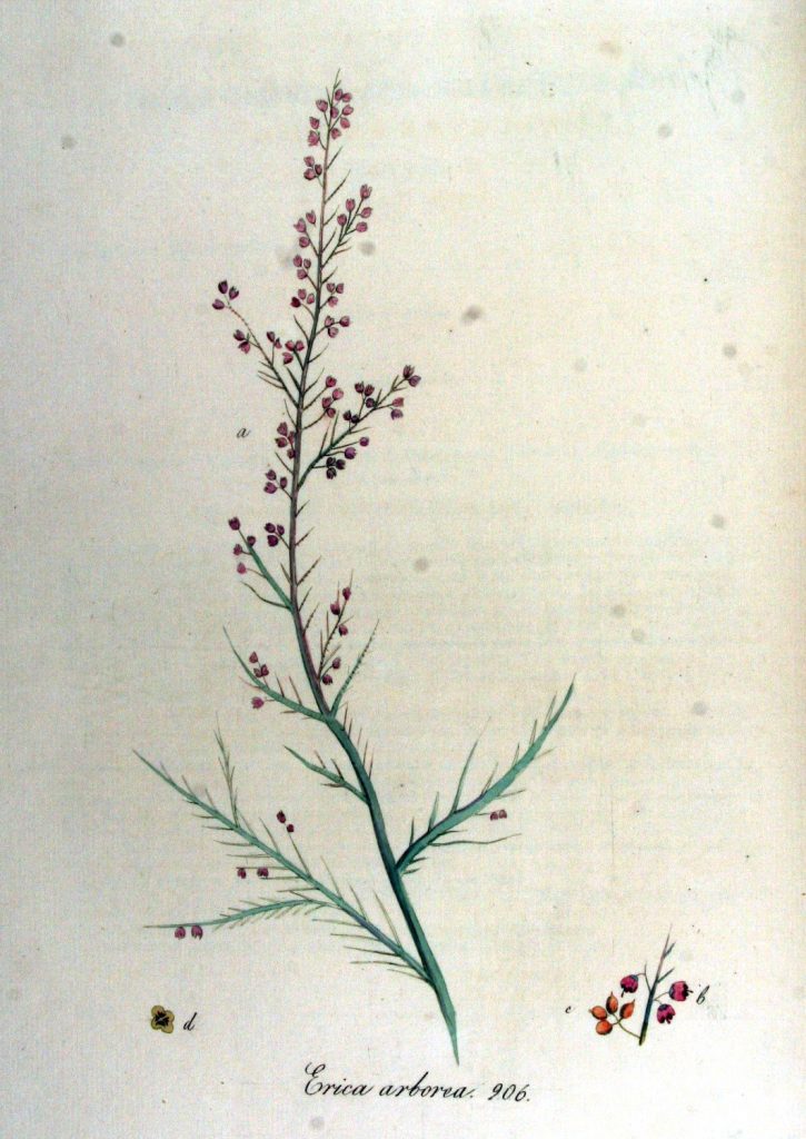 Erica arborea Systematics, Etymology, Habitat, Cultivation.
