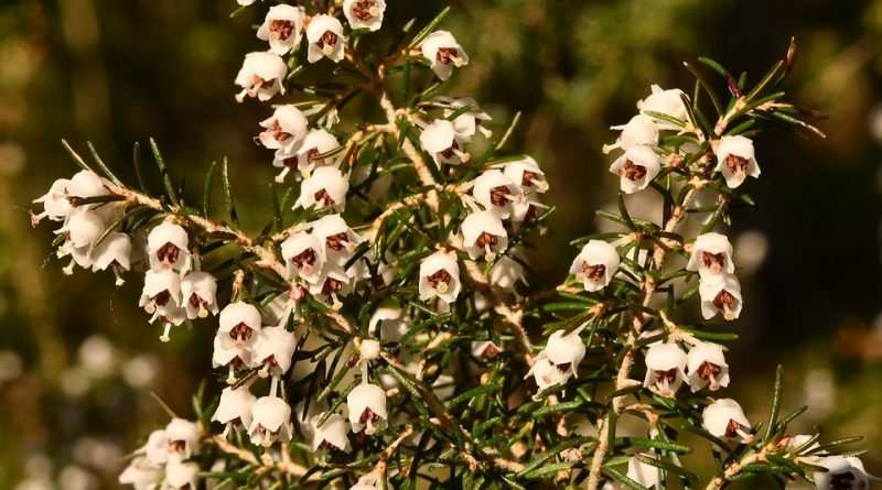 Erica arborea