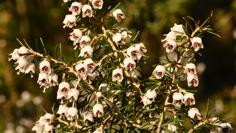 Erica arborea Systematics, Etymology, Habitat, Cultivation.