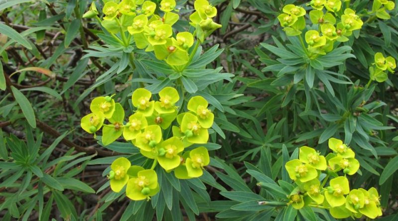 Euphorbia dendroides