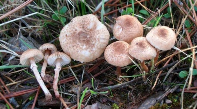 Lepiota helveola