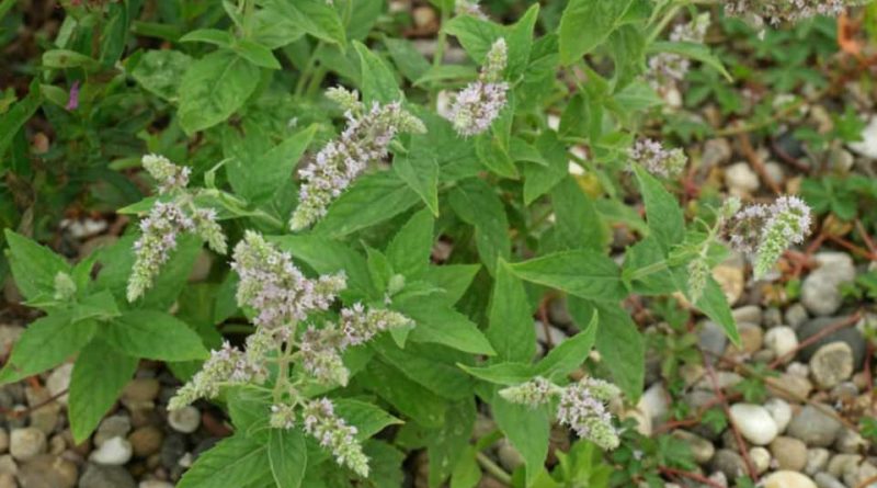 Mentha longifolia