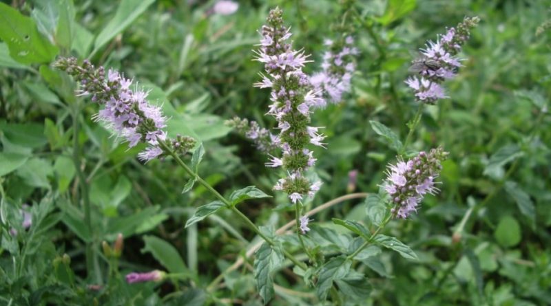 Mentha spicata